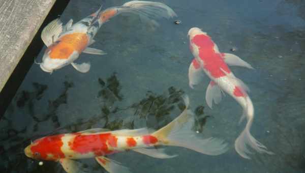 Таємничі величезні річкові риби Японії