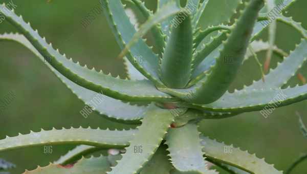 Унікальна рослина алое: корисні властивості та особливості складу. Способи застосування алое і протипоказання