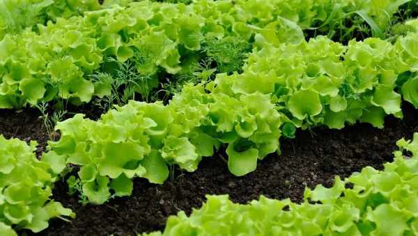 Який салат обов'язково посіяти в жовтні для свіжої зелені