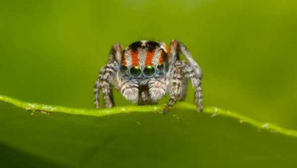 Забарвлення павука-павліна допоможе поліпшити високоточну оптику