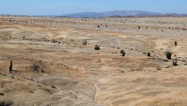 У чилійській пустелі знайдено найбільші у світі поклади китових скелетів